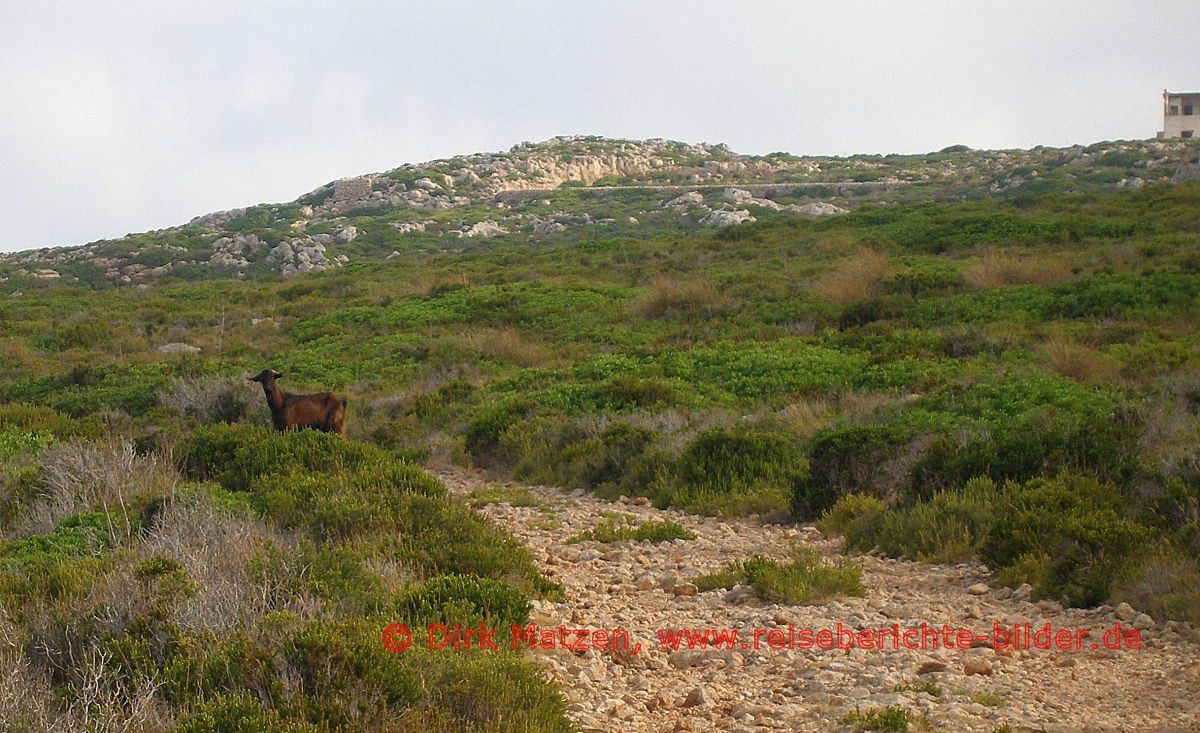 Menorca, Ziege Mola de Fornells