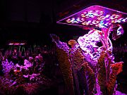 Aarhus, aros-ausstellung-the-garden