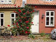 Aarhus, moellestien-rosen