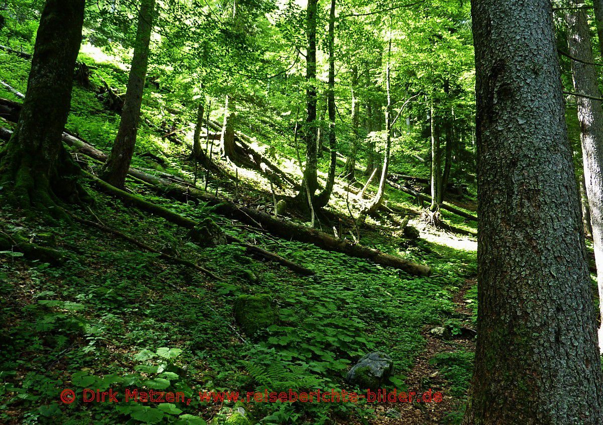 Oberallgu, Waldweg Eckalpe