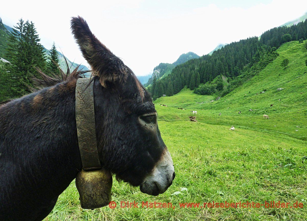 Oberallgu, Rappenalptal Esel