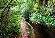 azoren-levada-wanderweg