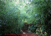azoren-bambuswald