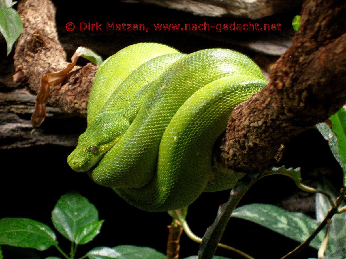 Berlin, Schlange im Aquarium