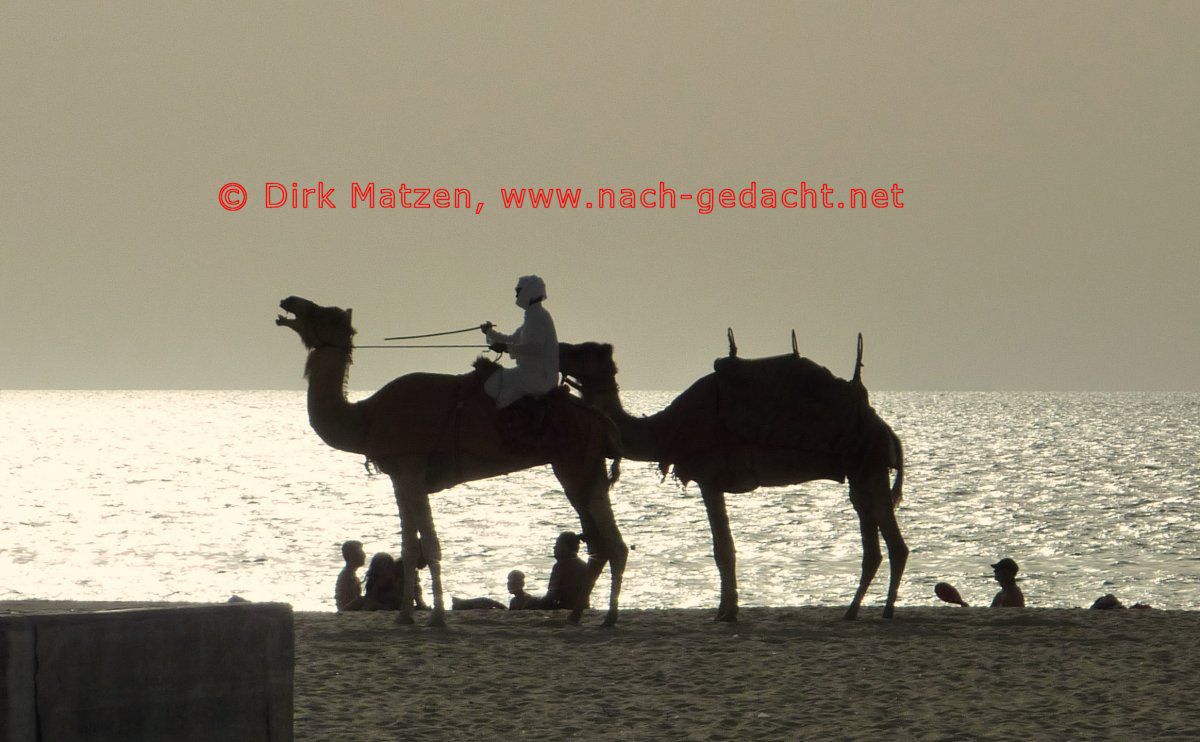 Dubai, Dromedare