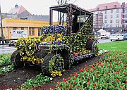 blumenauto