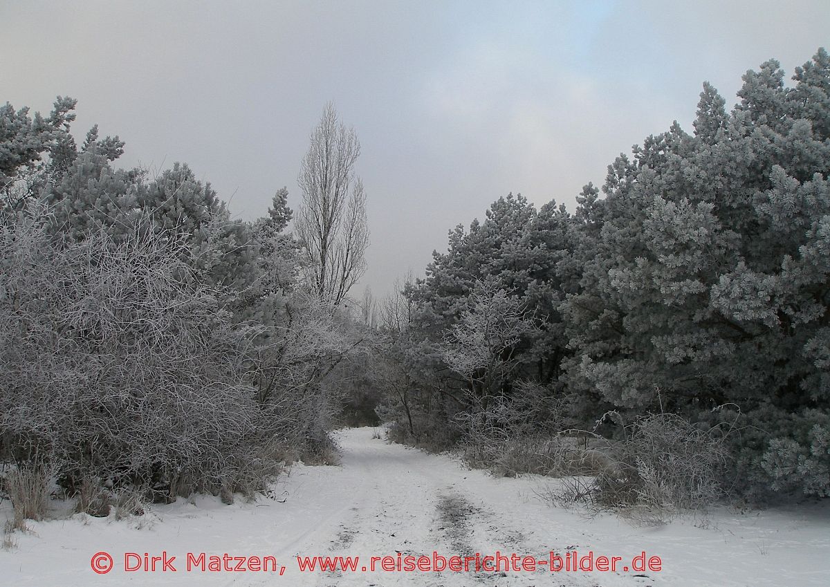 Hel, Wald Raureif