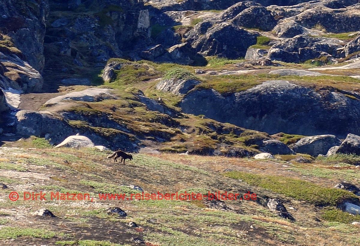 Ilulissat, fliehender Polarfuchs