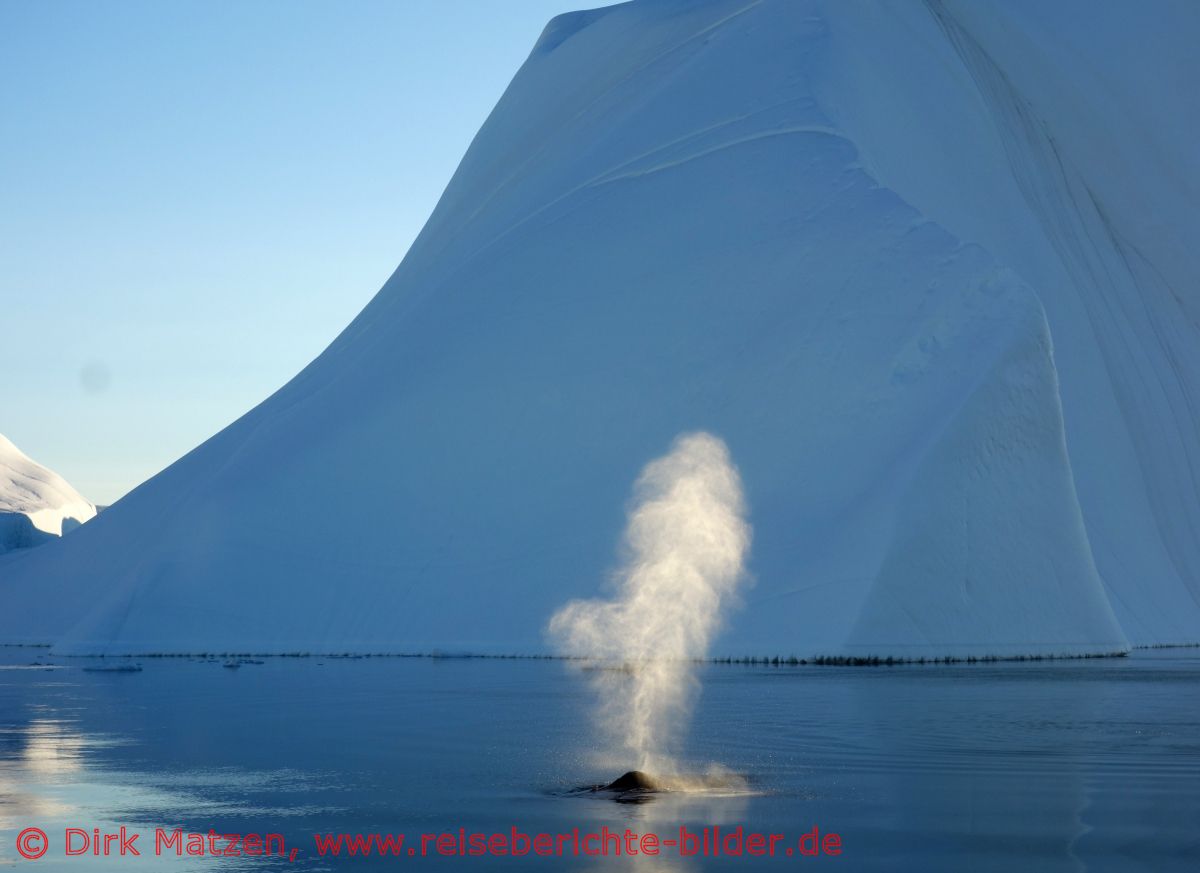 Ilulissat, Buckelwal Fontne