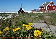 ilulissat-loewenzahn-und-wollgras