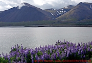 blick-ueber-borgarfjoerdur