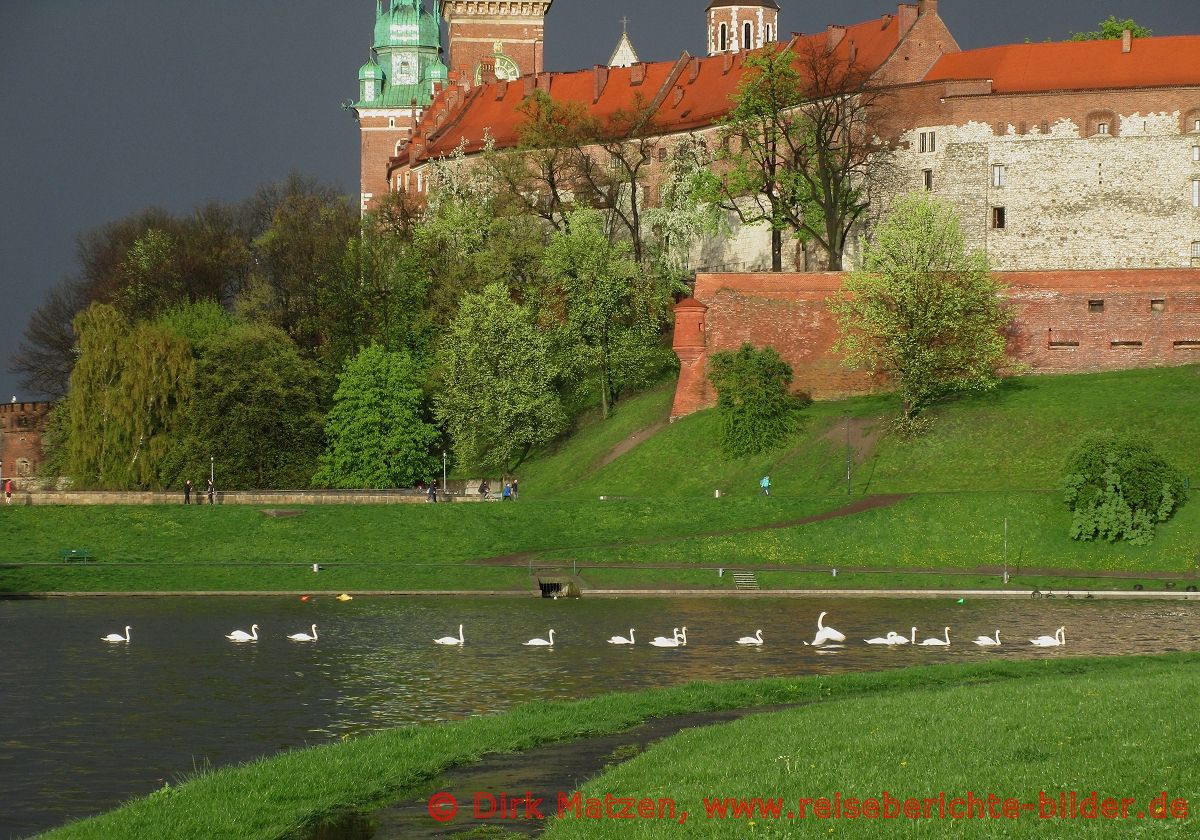 Krakau, Schwne vor Wawel