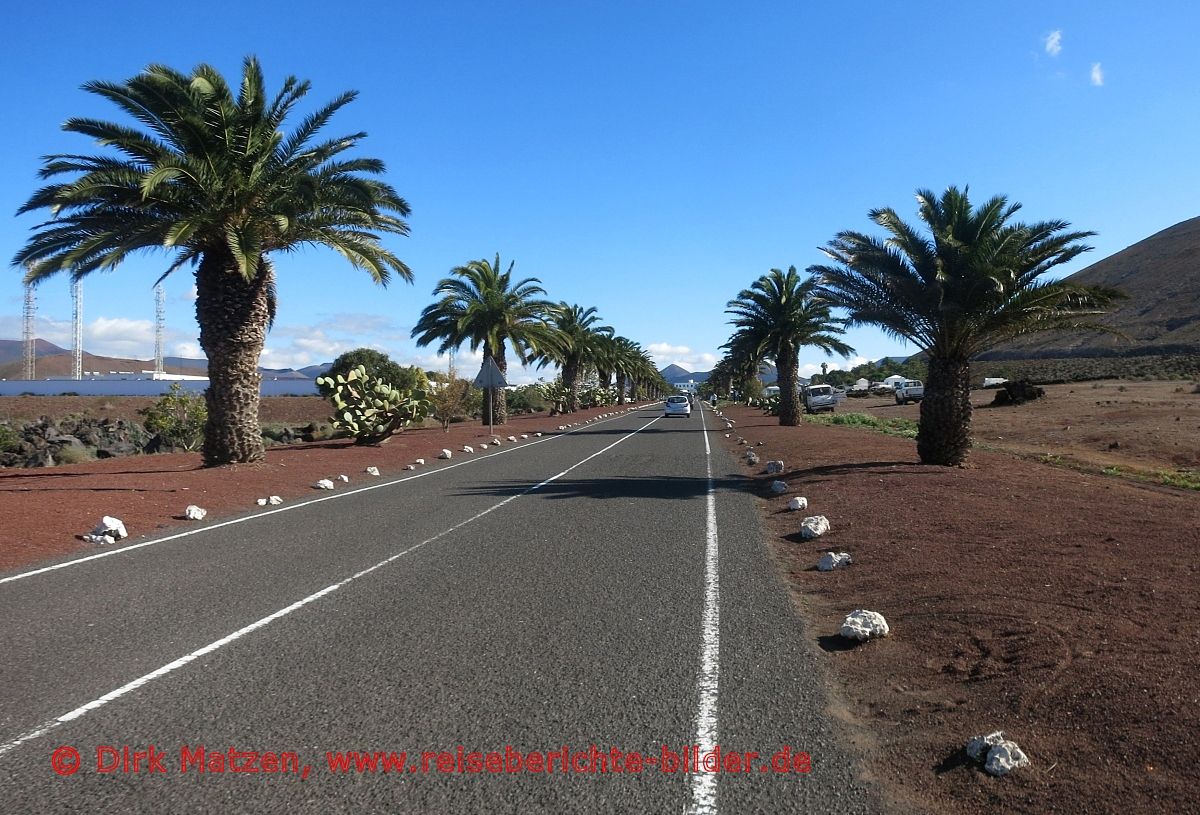Lanzarote, Yaiza Palmenallee
