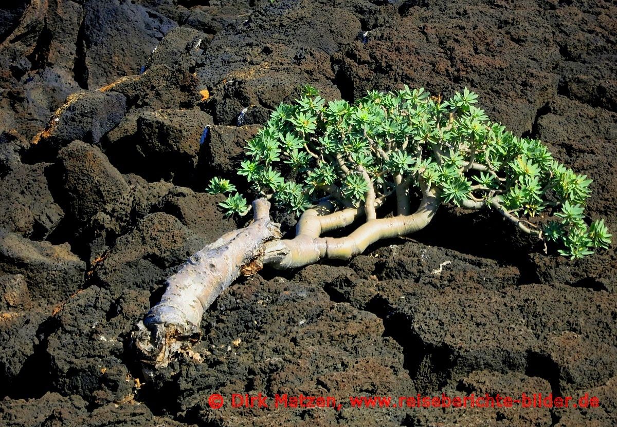 Lanzarote, Pflanze Wolfsmilch