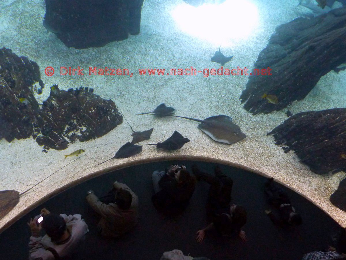 Lissabon, Gegenseitige Betrachter im Aquarium