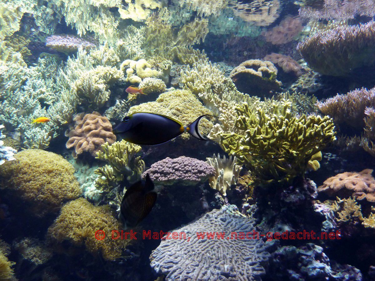 Lissabon, Aquarium