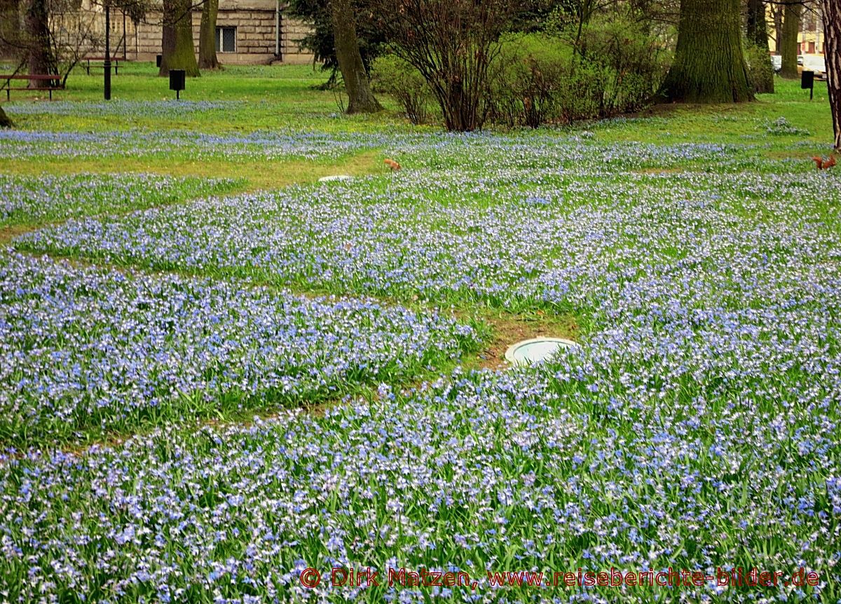 Lodz, Blaues Blumenmeer im Park Michala Klepacza