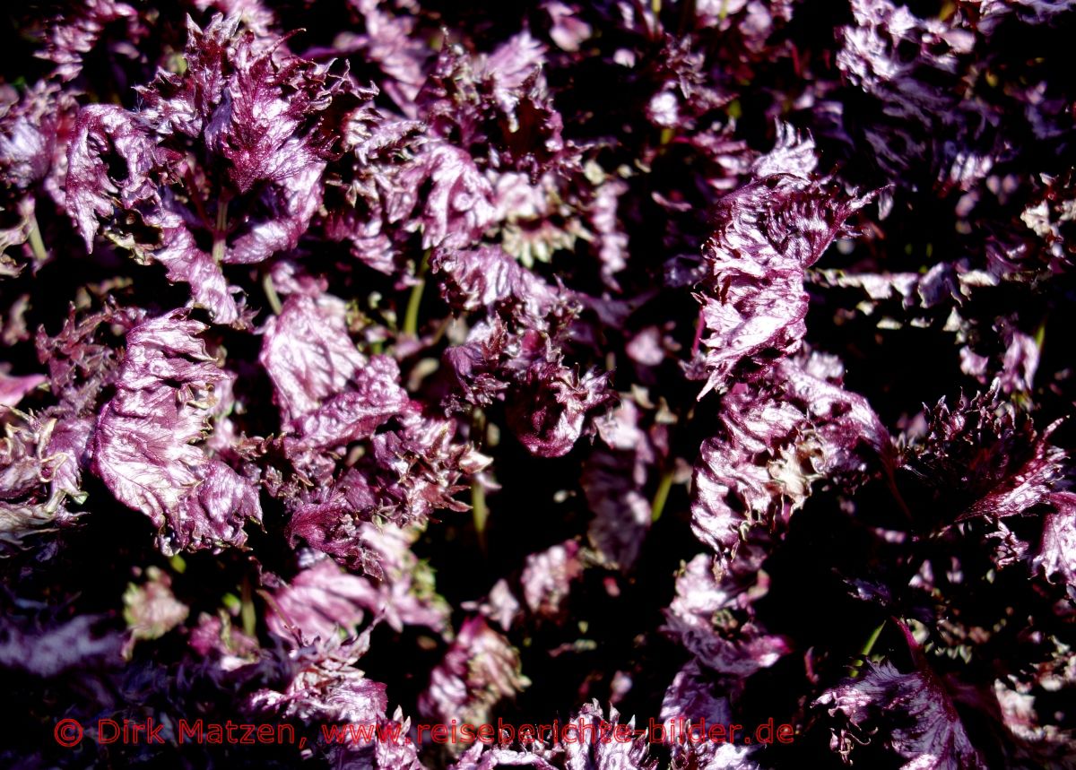 Lund, Botanischer Garten, lila Pflanze