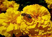 Lund, botanischer-garten-blume-biene