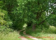 hohenstein-feldweg