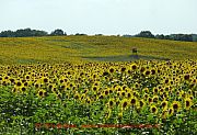 falkenhagen-sonnenblumenfeld