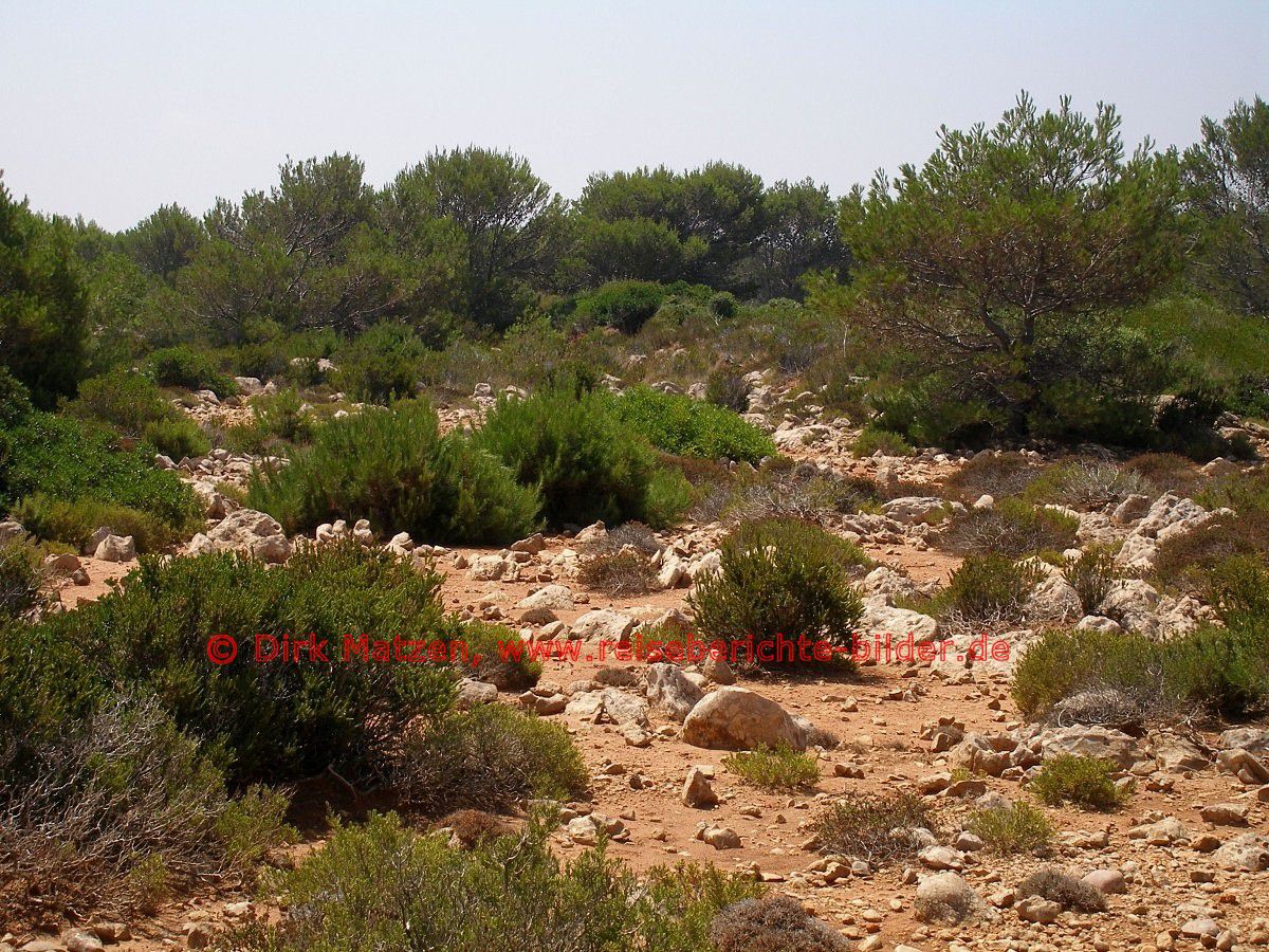 Menorca, sprliche Vegetation