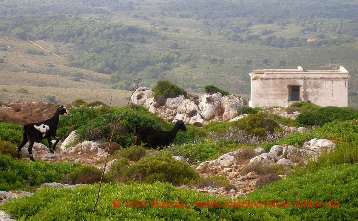 Menorca, Ziegen vor der Ruine