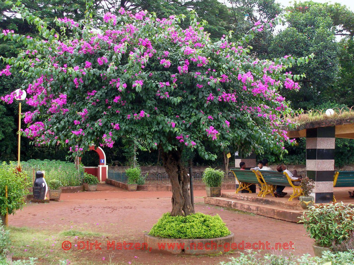 Mumbai, Blhender Baum