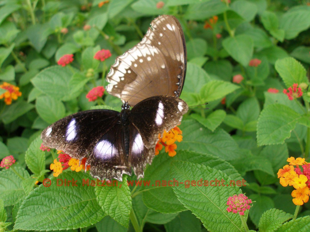 Mumbai, Schmetterlinge