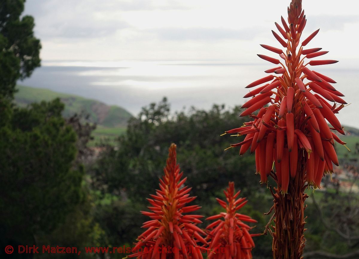 Porto Santo, Blhender Aloe Vera