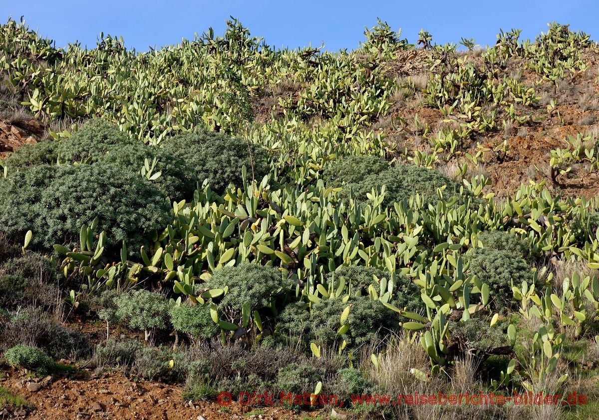 Porto Santo, Kakteenfeld