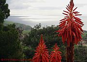 bluehender-aloe-vera