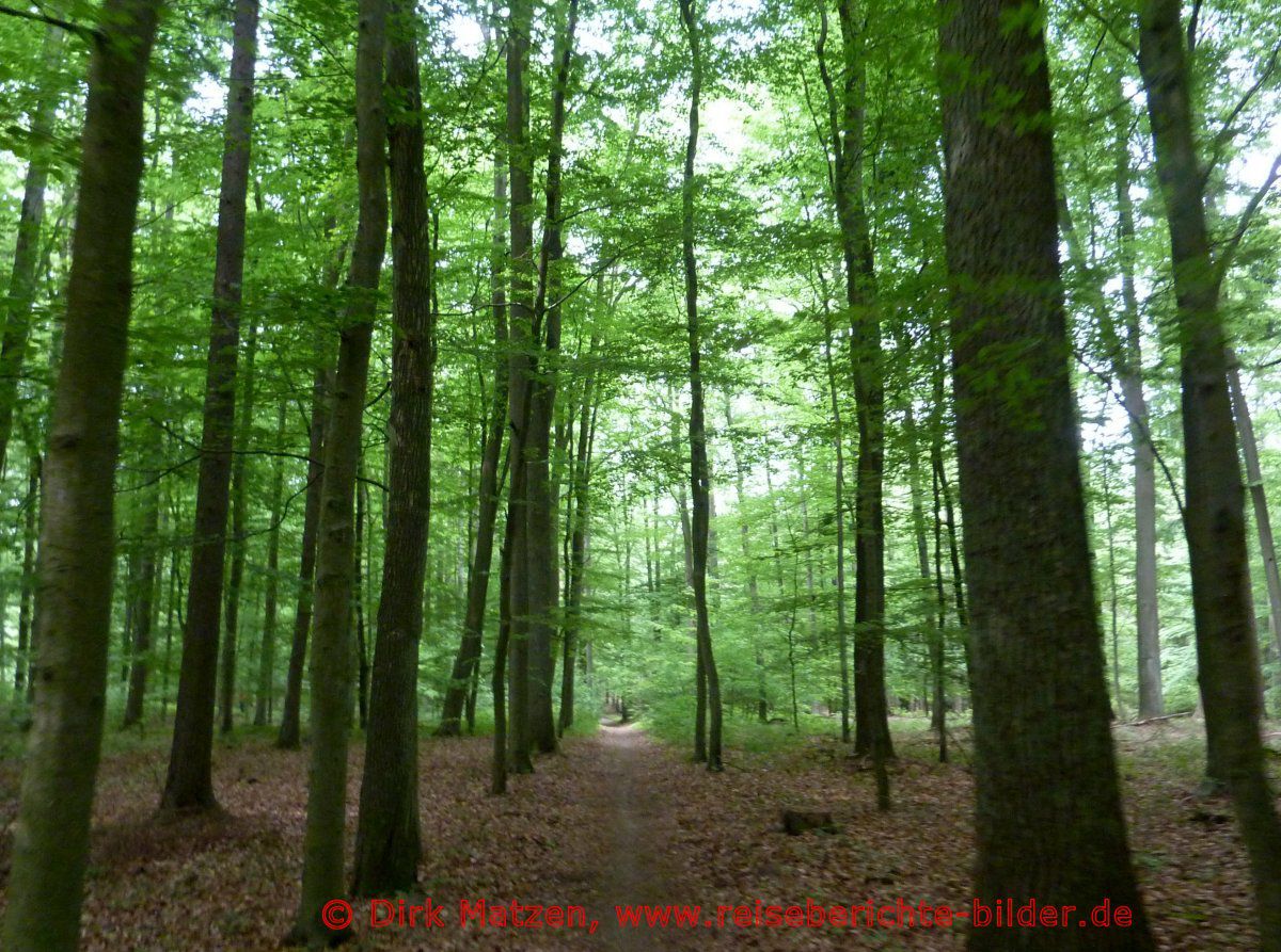 Ilmenauradweg, Waldweg