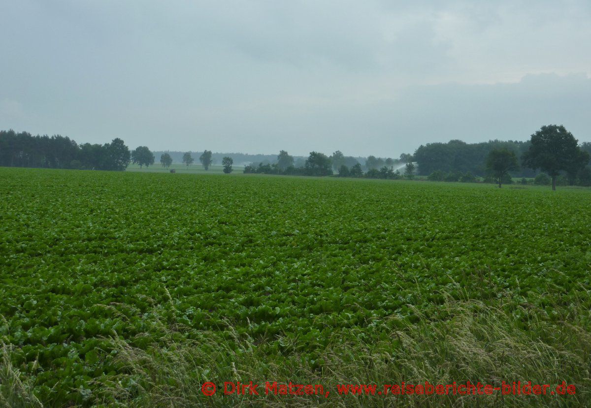 Ilmenauradweg, bei Jelmstorf