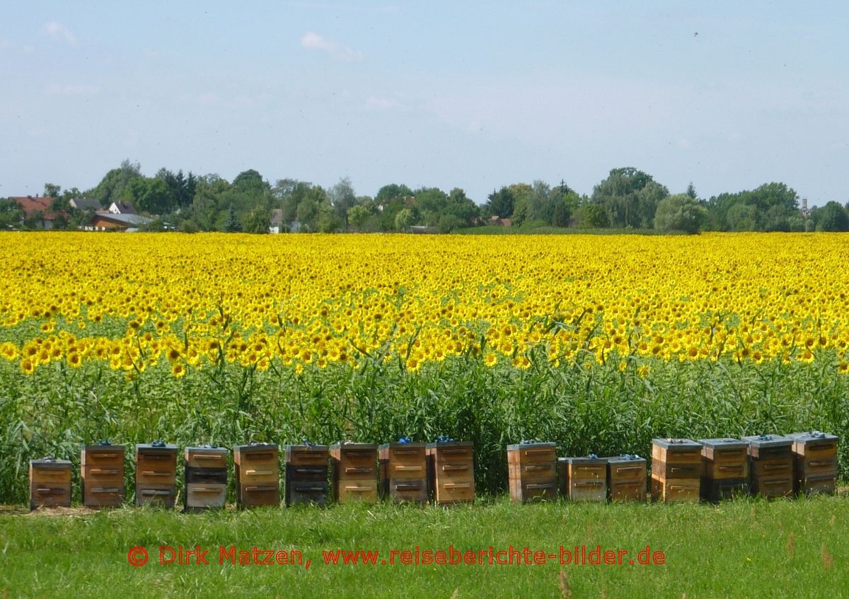 Oderbruchbahn-Radweg, Sonnenblumen