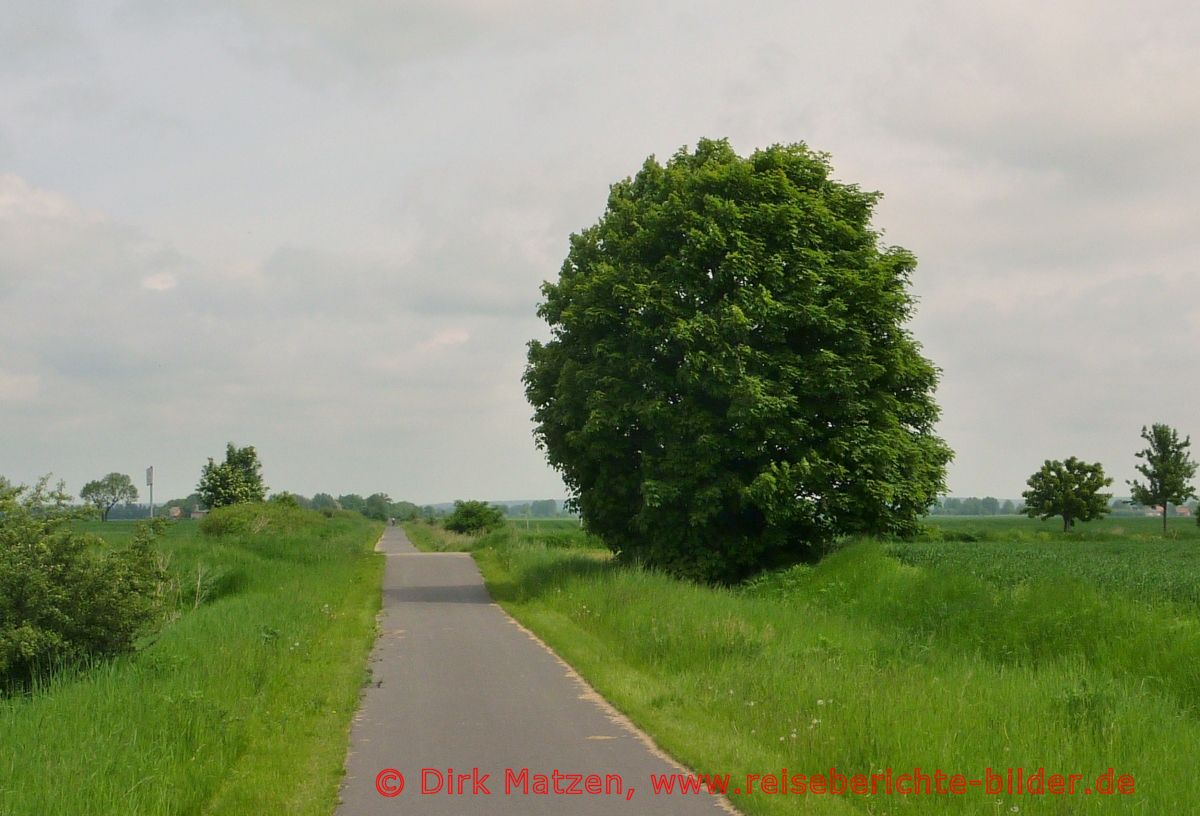 Oderbruchbahn-Radweg, Radweg zur Oder