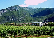 monte-velo
