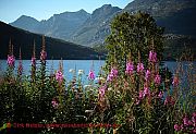 blumen-am-kaldfjord