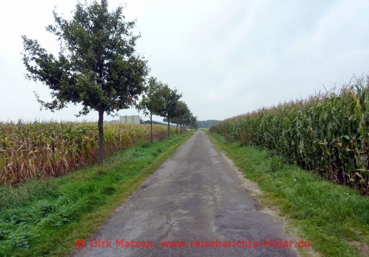 Vechtetal-Route, Maisfelder