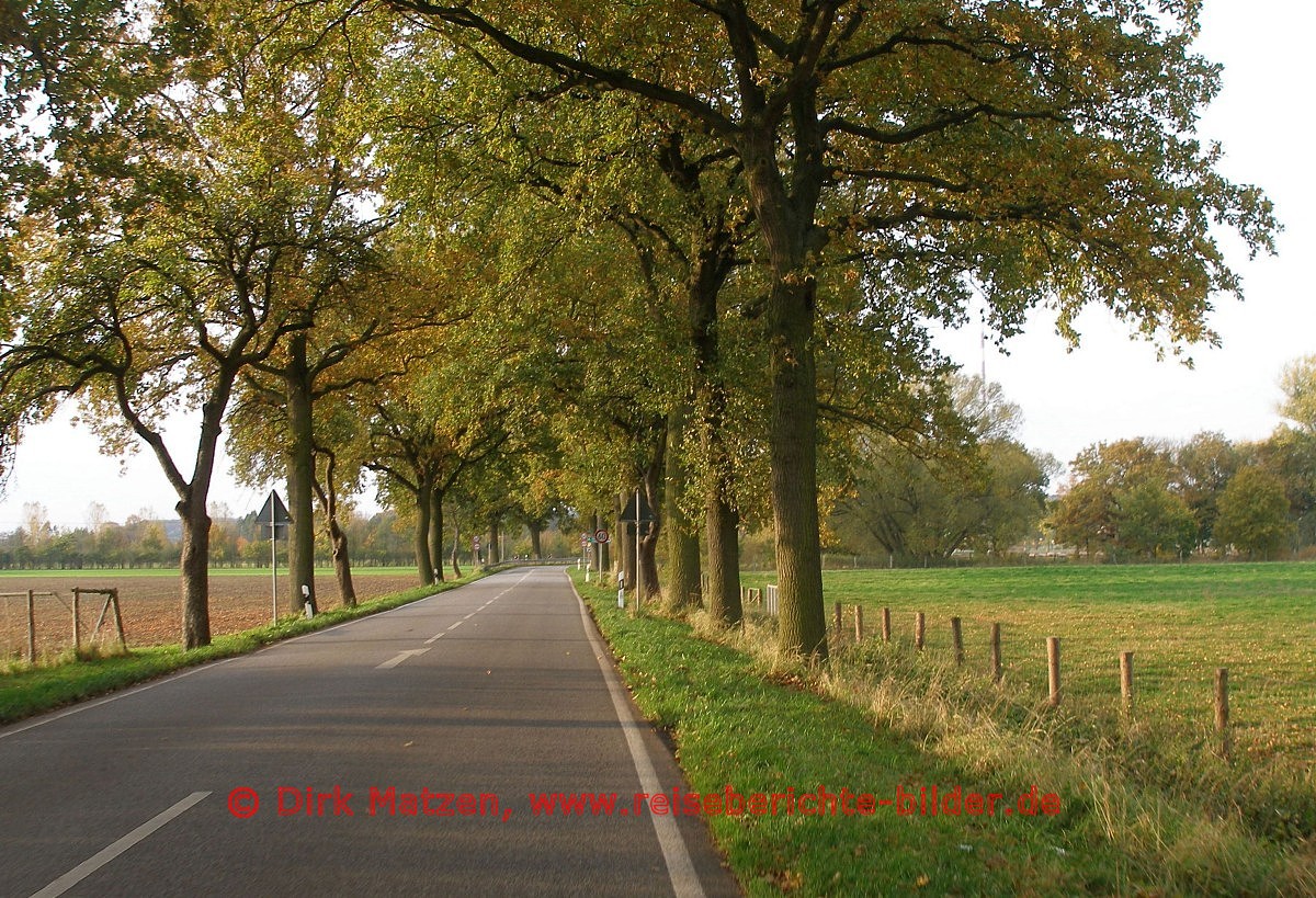 Lenzen Baumallee