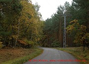 neu-schollene-wald