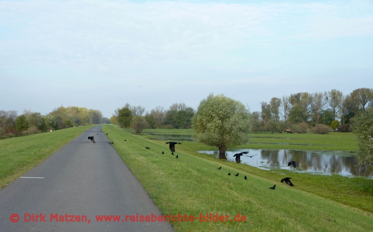 Oder-Neie-Radweg, im Oderbruch