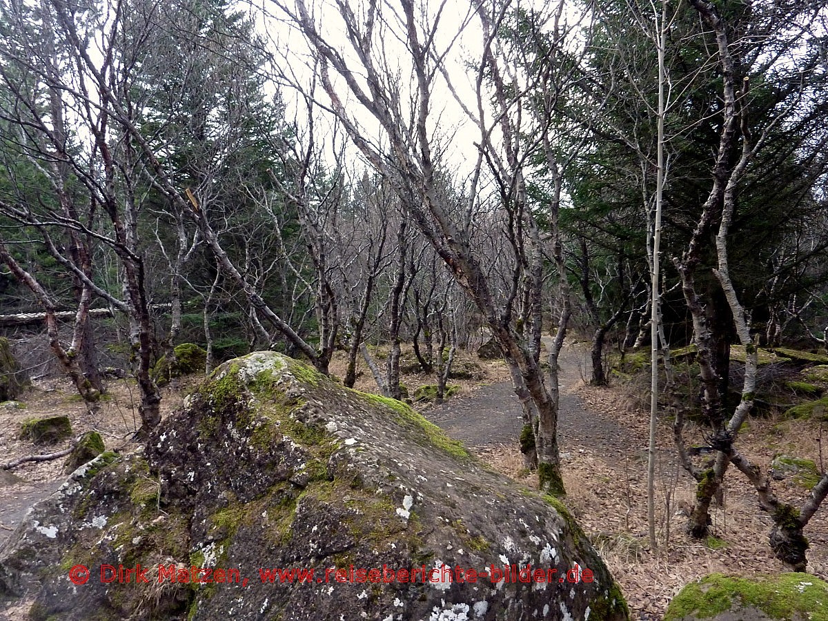 Reykjavik, verwunschener Wald