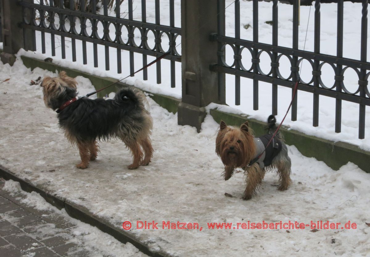 Die Hunde von Riga