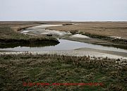 sankt-peter-ording-salzwiesen