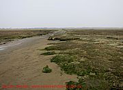 sankt-peter-ording-salzwiesen