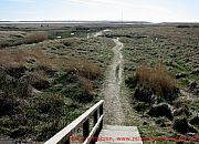 sankt-peter-ording-weg-in-salzwiesen