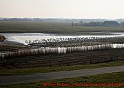 sankt-peter-ording-voegel