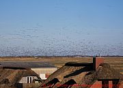 sankt-peter-ording-vogelflug