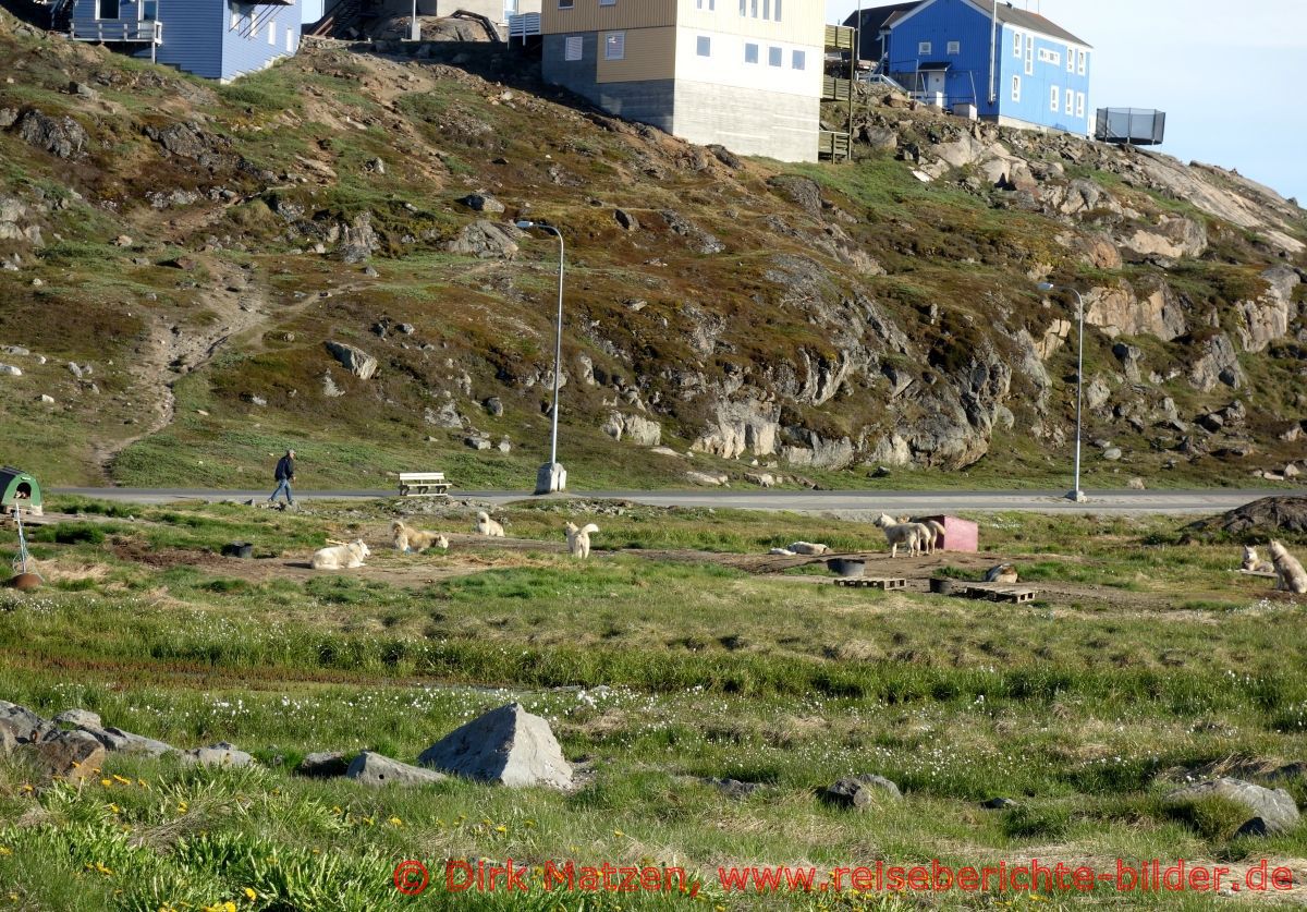 Sisimiut, Schlittenhunde